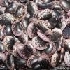 Large Black Speckled K...