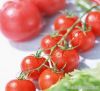 Tomato extract with Lycopene, lycopene capsules, lycopene powder, oil