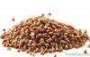 Buckwheat