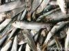 Frozen Herring Fish