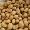 Peas/Chickpeas/Cocoa Beans/Coffee Beans/Kidney Beans/Lentils/Mung Beans/Soybeans/Vanilla Beans/Barley/Buckwheat/Corn/Millet/Oats flakes/oats flour/Rice/Rye/Sorghum/Wheat/Dehydrated Ginger dry Ginger Flakes/Pumpkin Kernels/Sunflower Kernels/Walnuts