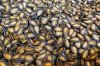 Flax Seeds/Chia Seeds/Sesame Seeds (White and Black)/Black Cumin Seeds/Zegher seed/Cloves(Dried Cloves)/Black Melon Seeds/White Pepper/ Black Pepper/Coriander Seeds/cumin seed/Watermelon Seeds/Castor seeds/Cotton seeds/Alfalfa seeds/Sunflower seeds/Neem s