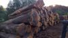 Oak logs