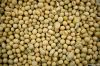 GMO Soybeans