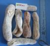 dried sea cucumber-yel...