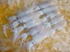 Loligo Squid  (W.R)