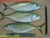 Indian Mackerel