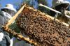 Our Honey , FLOWER HONEY, AZAHAR HONEY, ROSEMARY HONEY, HONEY OF TOMILLO, AVOCADO HONEY ! All Honey BIO and Organic