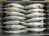 200-300g New Frozen ma...