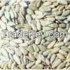 sunflower seed kernel