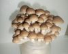 Fresh Shiitake Mushroom