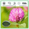 KOSHER Certificated Red Clover extract  