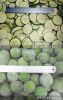 IQF Lime Whole, Slices
