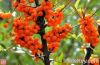 Sea buckthorn Extract ...