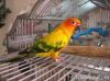 Parrots, Love birds, C...