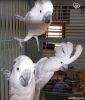 Parrots, Love birds, Cockatoos, Canaries, Fiches, Doves, and many others