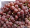 Fresh Farm Globe Grapes