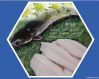 Channel Catfish Fillet...