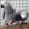 Congo African Greys
