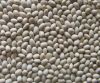 Castor seed