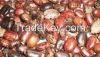 Castor seed