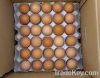 Fresh Chicken Eggs