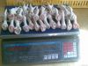 GRADE A FROZEN PROCESS...