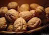 Walnut in shell