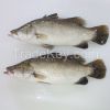 Frozen Barramundi / Asian Seabass /Silver seaparch Whole Round(Lates calcarifer) Frozen Farm Raised Seafood