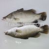 Frozen Barramundi / Asian Seabass /Silver seaparch Whole Round(Lates calcarifer) Frozen Farm Raised Seafood