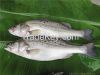 Frozen Seabass Whole Round (Lateolabrax japonicus) Frozen Farm Raised Seafood