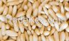 PINE NUTS, COCONUT, KO...