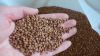 China buckwheat-roaste...