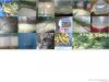 Live Glass Eels ( Angu...