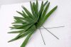 cut foliage, live root...