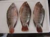 frozen black tilapia(oreochromis niloticus)