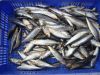 Frozen fresh sardine fish