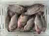 frozen black tilapia(oreochromis niloticus)