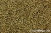 cumin seed