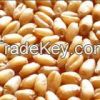 Soft Milling Wheat Gra...