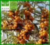 Seabuckthorn flavonoids 10%~30%