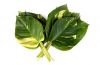 Fresh cut foliage