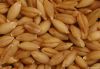 Barley