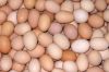 FRESH CHICKEN EGGS