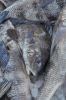 Fresh frozen grouper fish