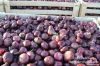 Fresh Onion