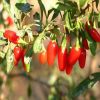 botanical extracts
