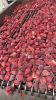 Egyptian Frozen Strawberries (IQF)