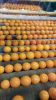 Premium Quality First-Grade Egyptian Oranges