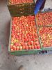 Fresh Strawberries (wi...